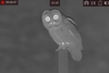 Night Vision and Thermal Imaging for Bird & Wildlife Watching: Pros and Cons