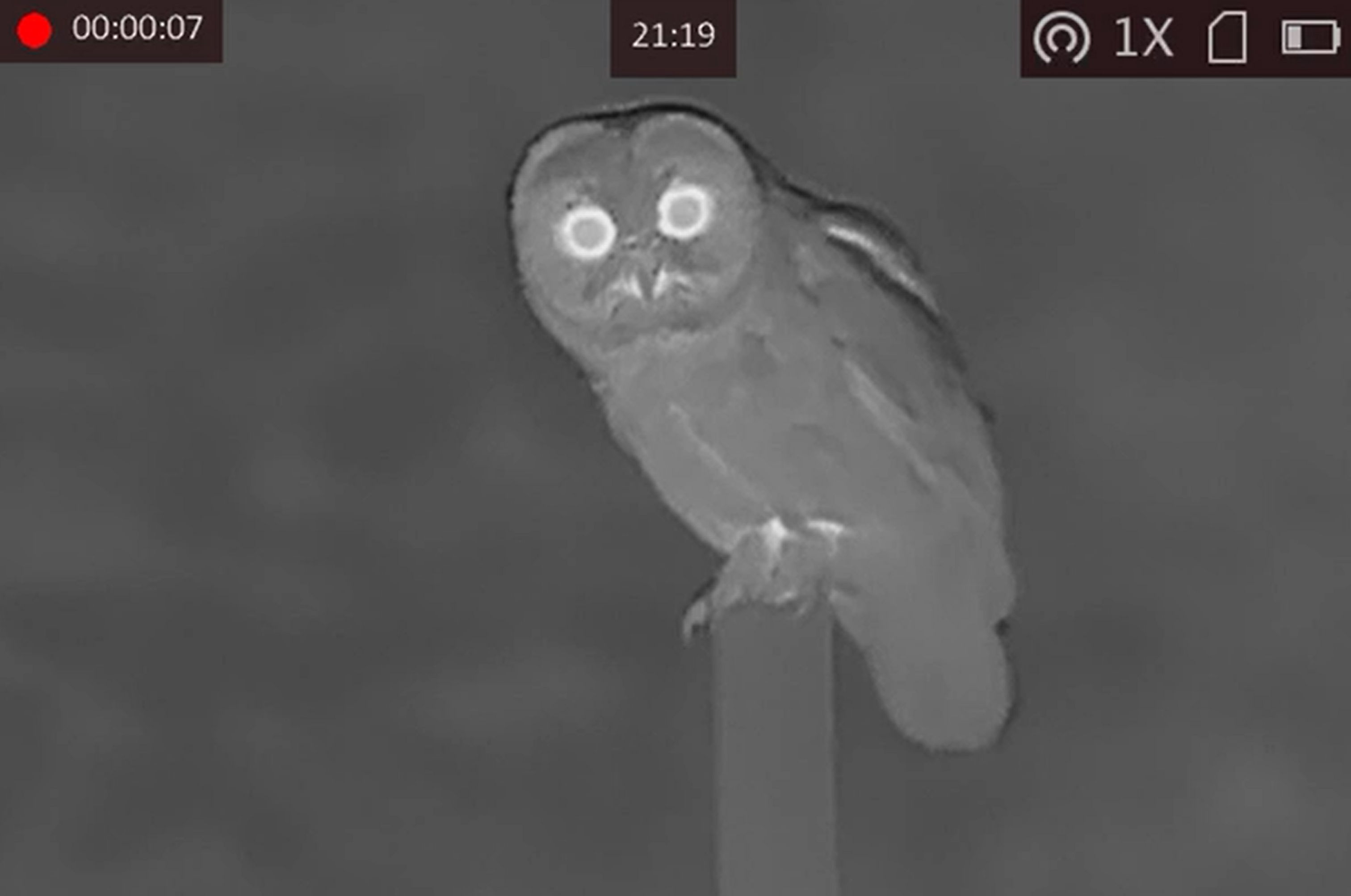 Night Vision and Thermal Imaging for Bird & Wildlife Watching: Pros an ...
