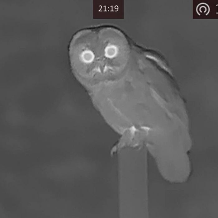 Night Vision and Thermal Imaging for Bird & Wildlife Watching: Pros and Cons