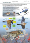 Book Review: An Identification Guide to the Birds of Britain and Ireland