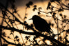 The Joy of Bird Watching: Exploring the Fascinating World of Avian Observations