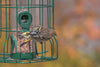 Picture of Siskin at a bird feeder- RSPB Big Garden Birdwatch- South West Optics