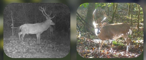 Point Buck Giant Buck On Trail Cam Camouflage EZ60 Wildlife Trail