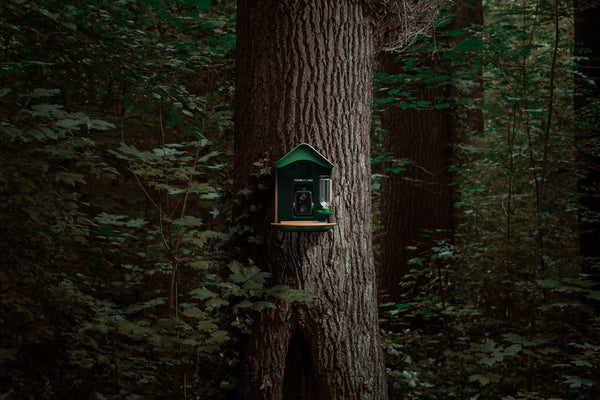 Camouflage EZ Bird Feeder with WiFi, Solar Panels and AI Camera